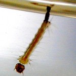 蚊媒介感染症に対する微生物的防除剤の開発