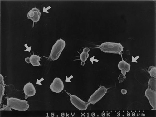 Bacillus thuringiensis D142株が産生する結晶性タンパク質（写真中の矢印）